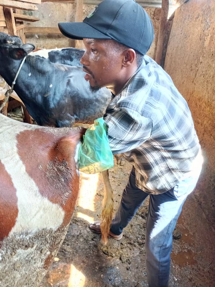 Farmer performing artificial insemination procedure